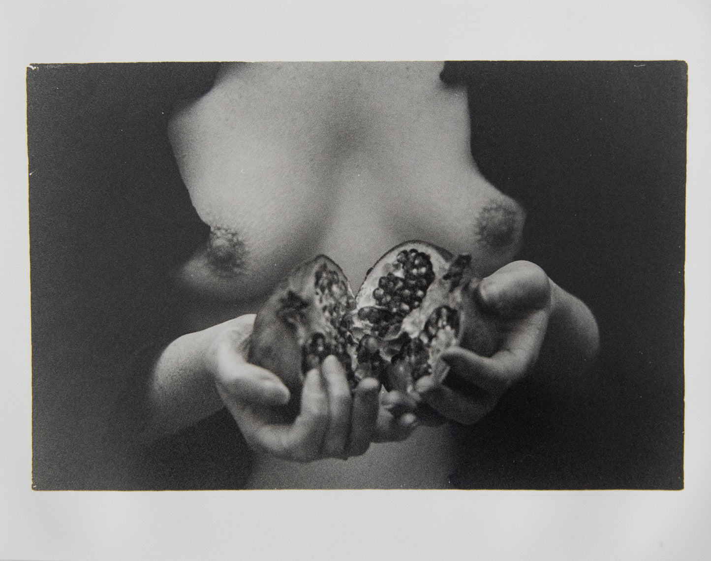 Michaela Meadow - Pomegranate