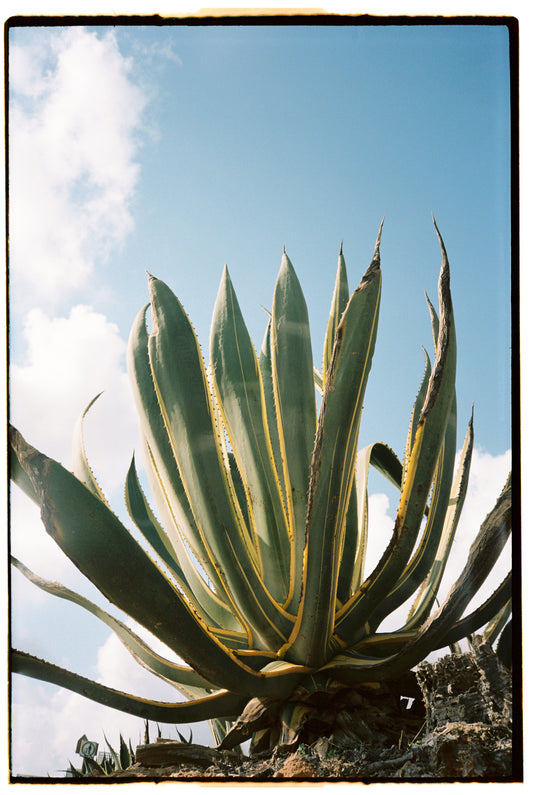 Miguel LF - Agave