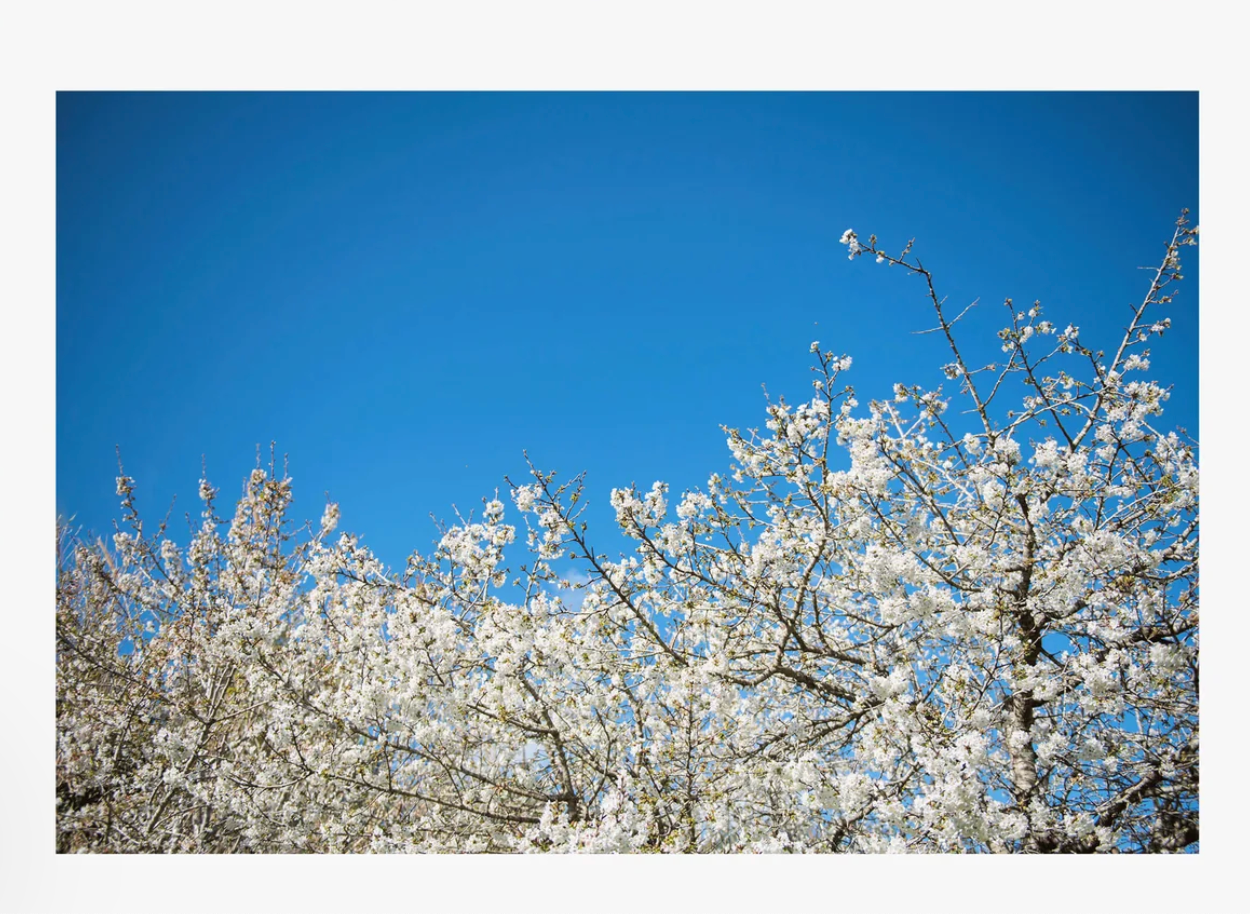 Gypsy Westwood - Almond Blossom