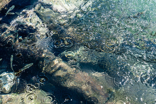 Fotografía digital en Ibiza por Sofía Gómez-Fonzo, peces en agua cristalina en playa del norte