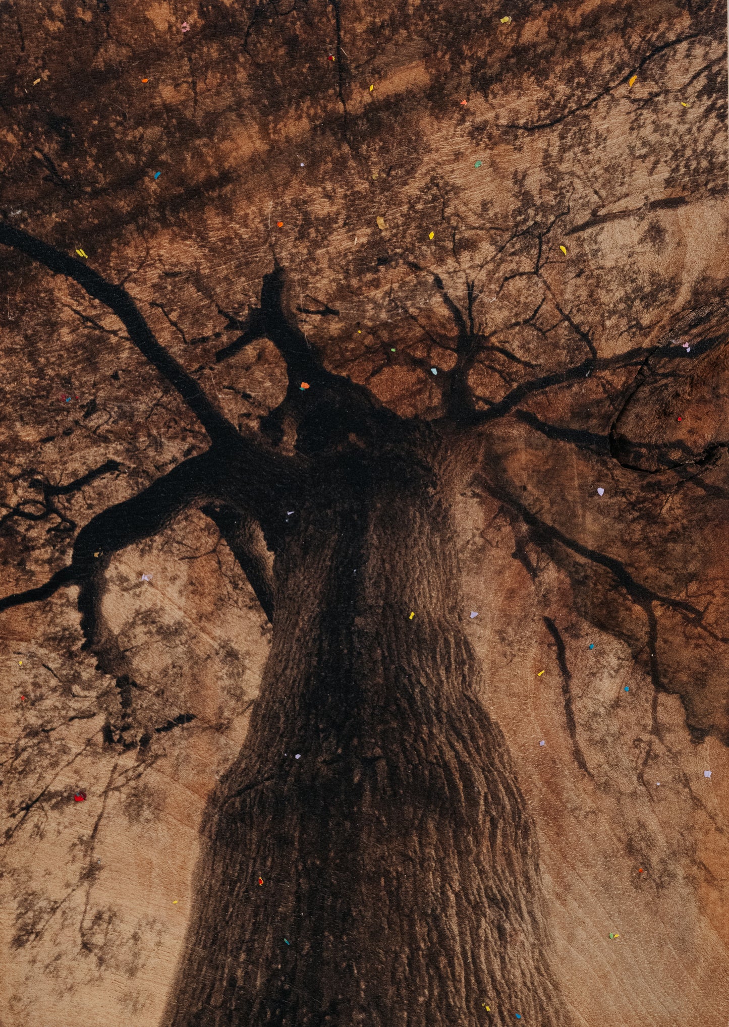 Eliana Perinat - Ánima Quercus robur