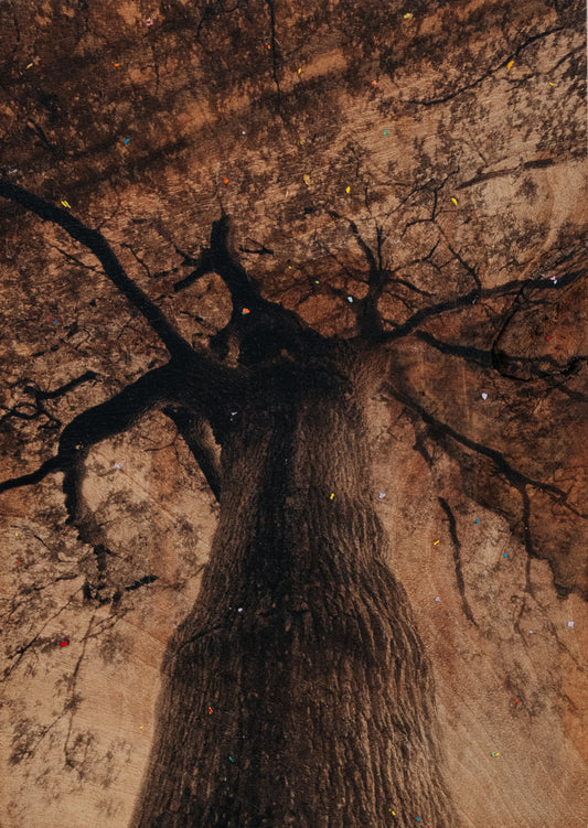 Eliana Perinat - Ánima Quercus robur