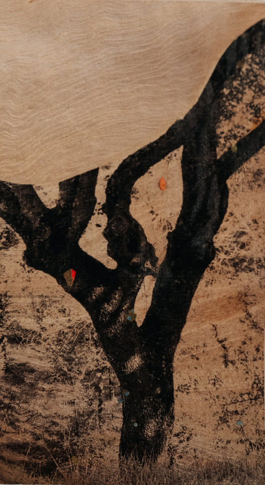Eliana Perinat - Ánima Fraxinus