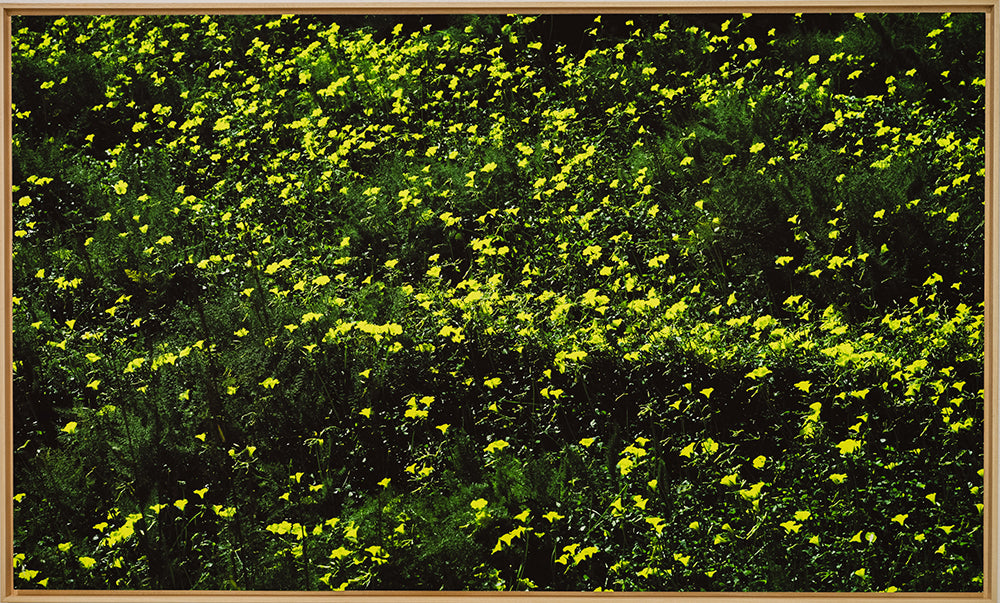 Sofia Gomez Fonzo - Oxalis