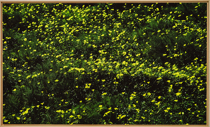 Sofia Gomez Fonzo - Oxalis