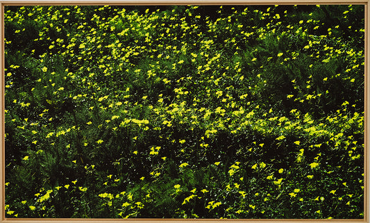 Sofia Gomez Fonzo - Oxalis
