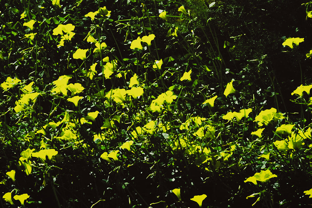Sofia Gomez Fonzo - Oxalis