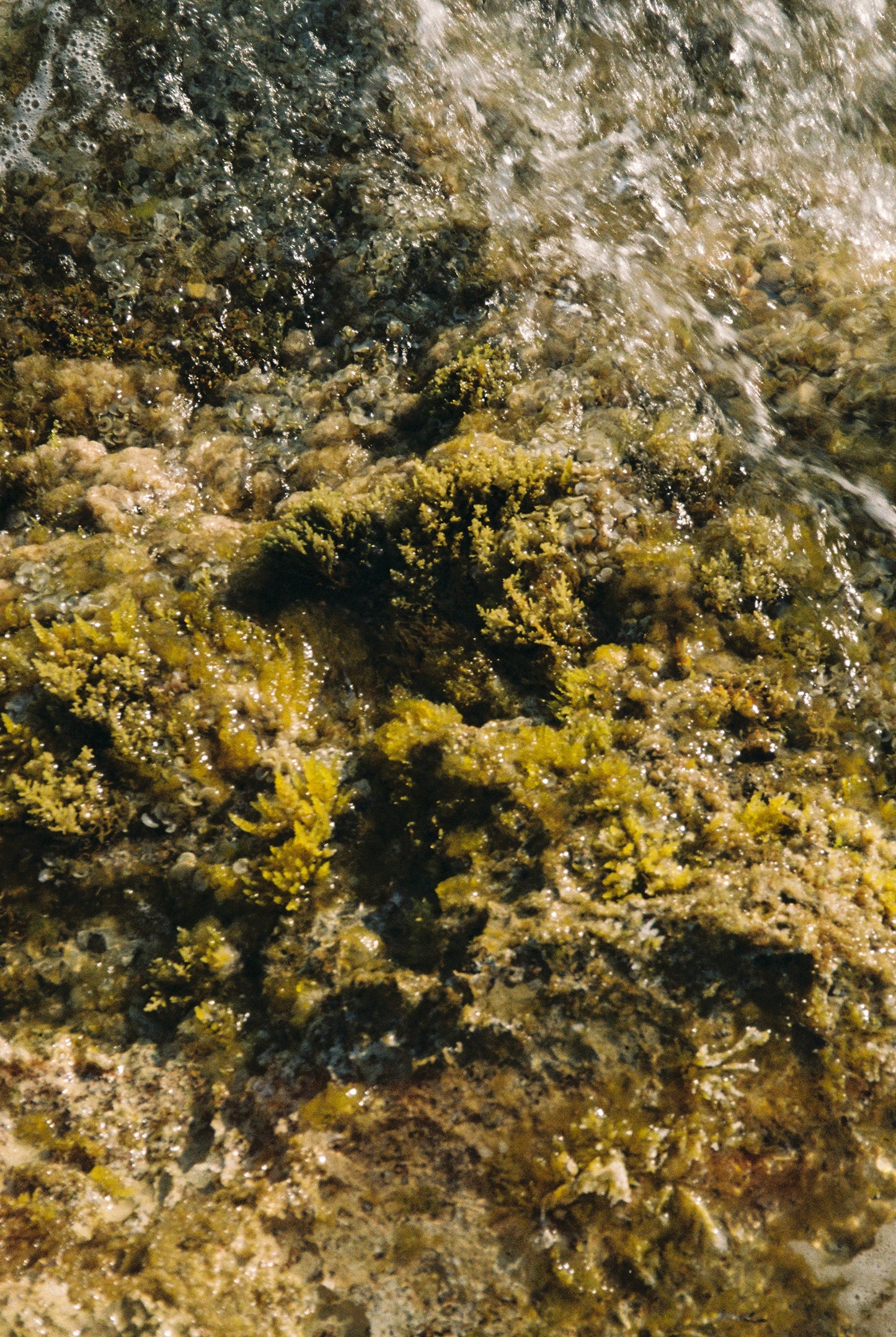 Sofia Gomez Fonzo - Underwater Love