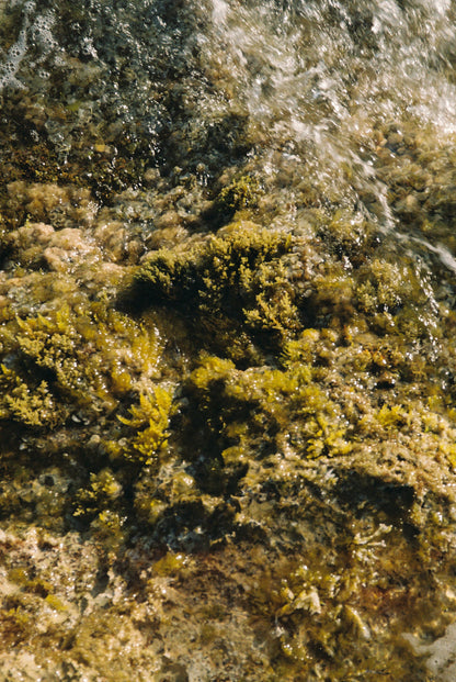 Sofia Gomez Fonzo - Underwater Love